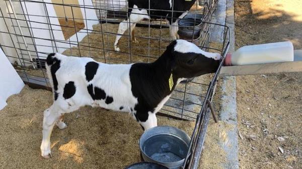 在废奶中杀死H5N1：巴氏灭菌法的替代方法