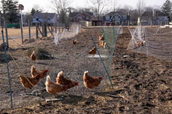 Red Star hens, a hybrid breed that lays large brown eggs, walk around outside their coop at Historic Wagner Farm, Friday, Feb. 7, 2025, in Glenview, Ill. (AP Photo/Erin Hooley)